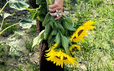 Fields of Gold-